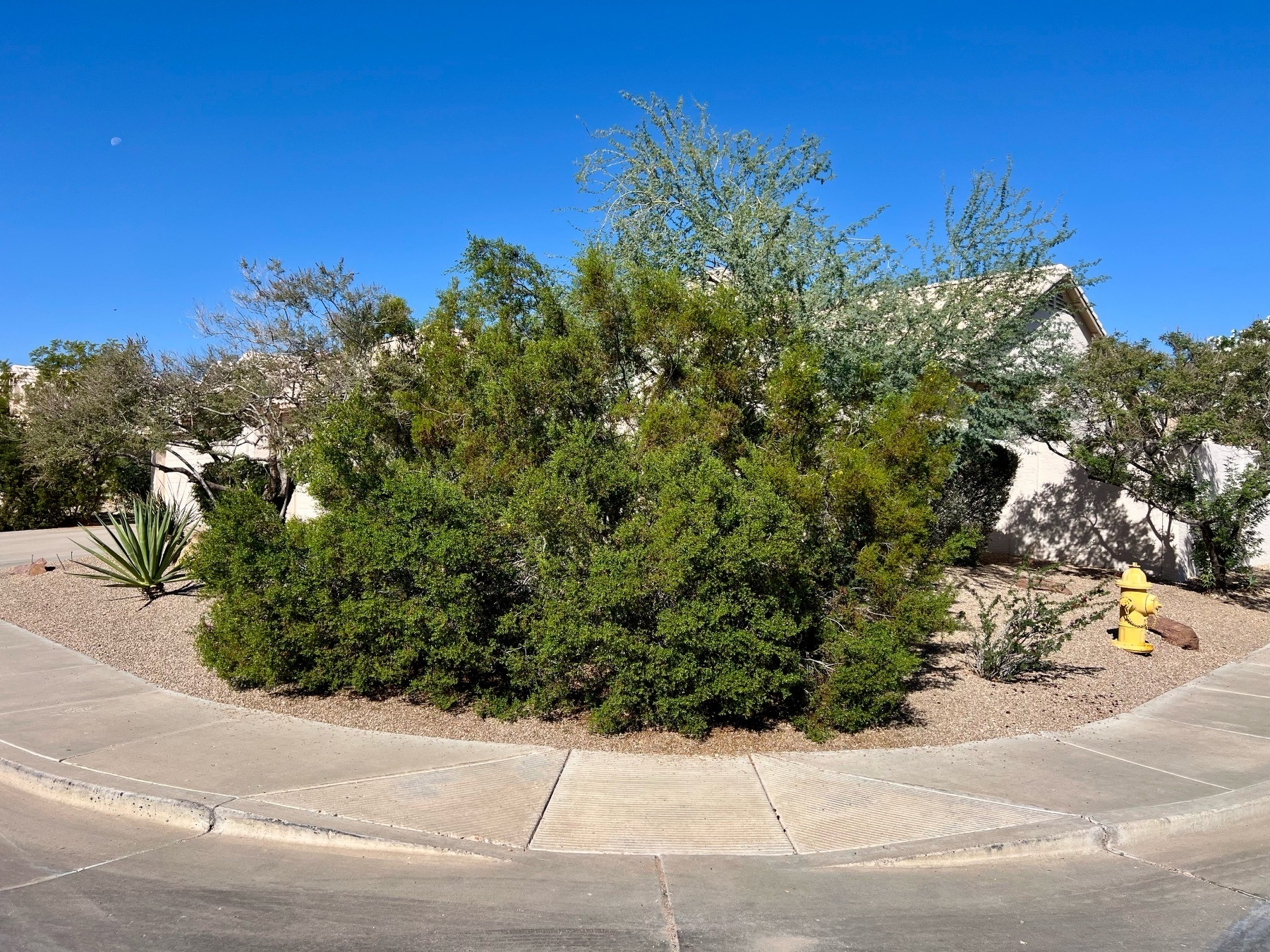 Big ass creosote bush that smells amazing 