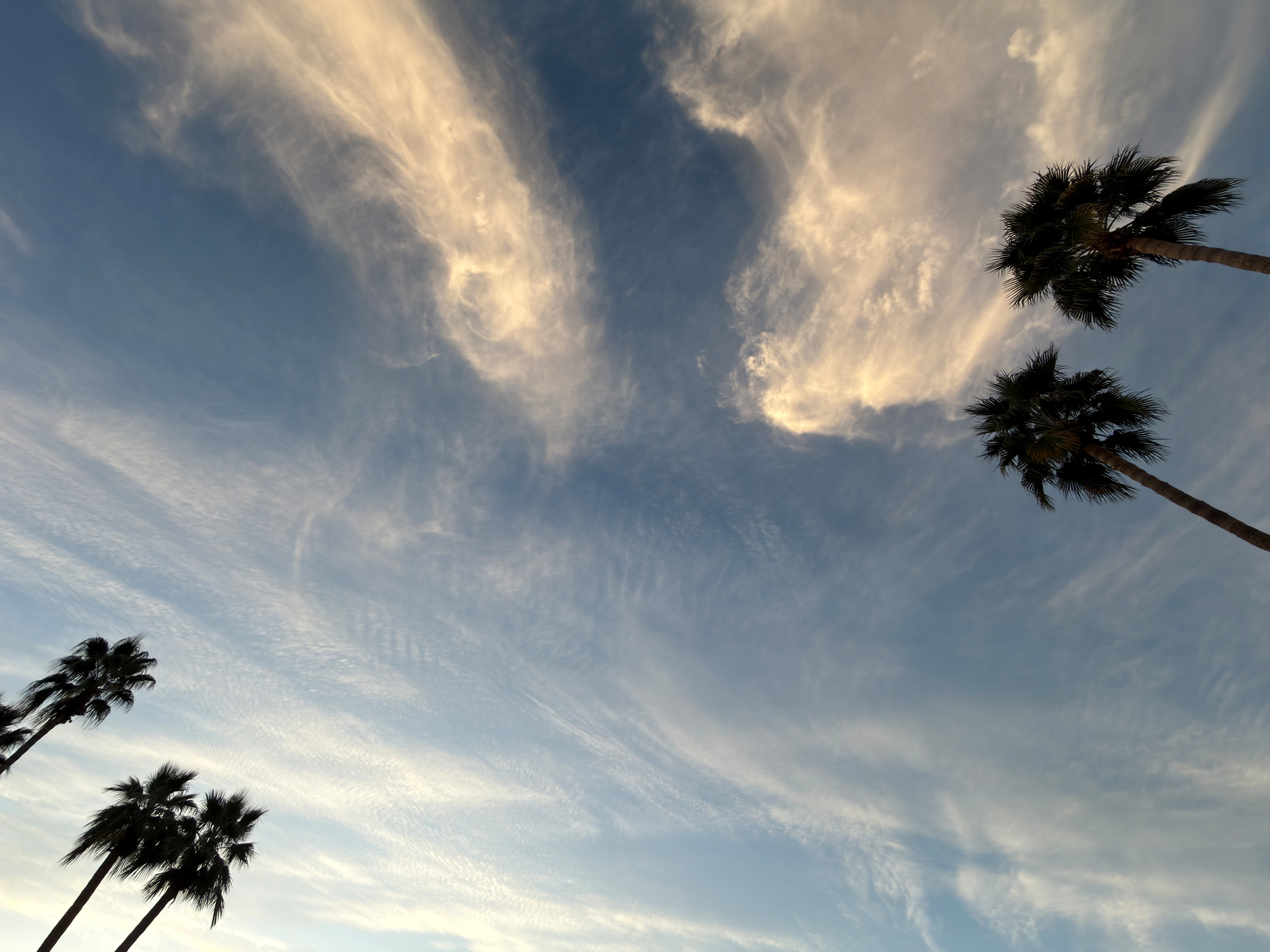 Tall palm trees are silhouetted against a sky with wispy clouds at sunset.