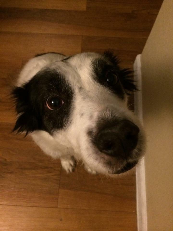 Auto-generated description: A black and white dog with attentive eyes sits on a wooden floor, gazing upwards.
