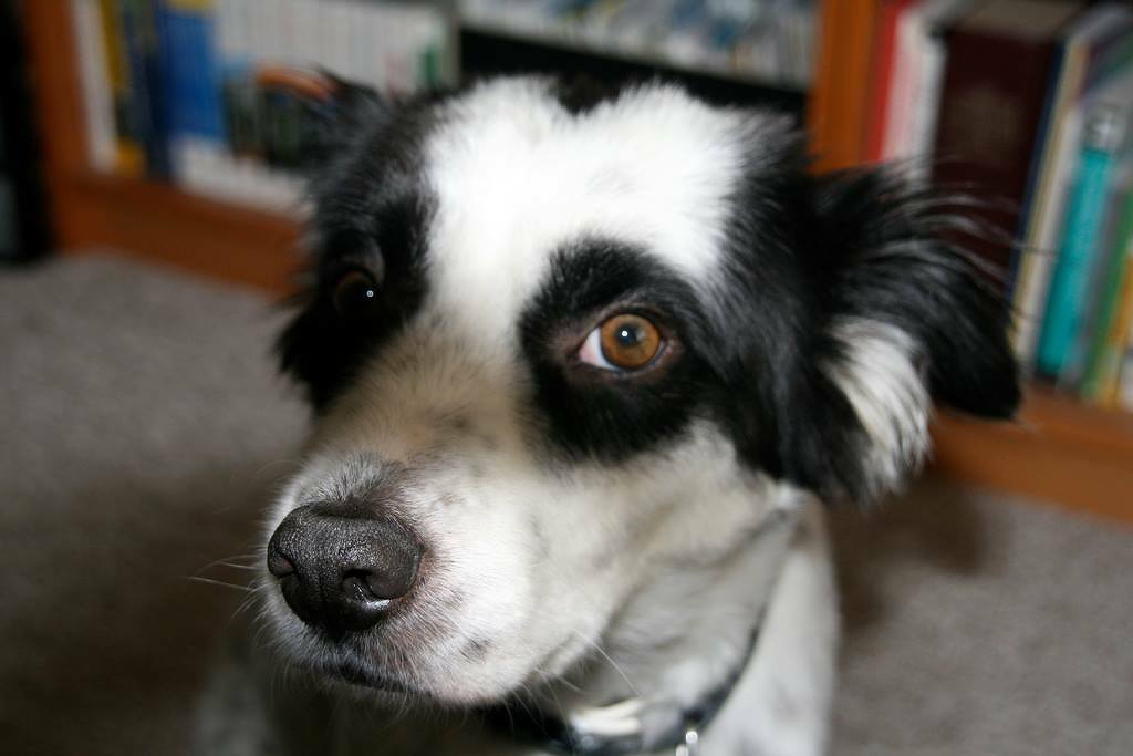 Auto-generated description: A black and white dog with attentive eyes sits indoors in front of a bookshelf.