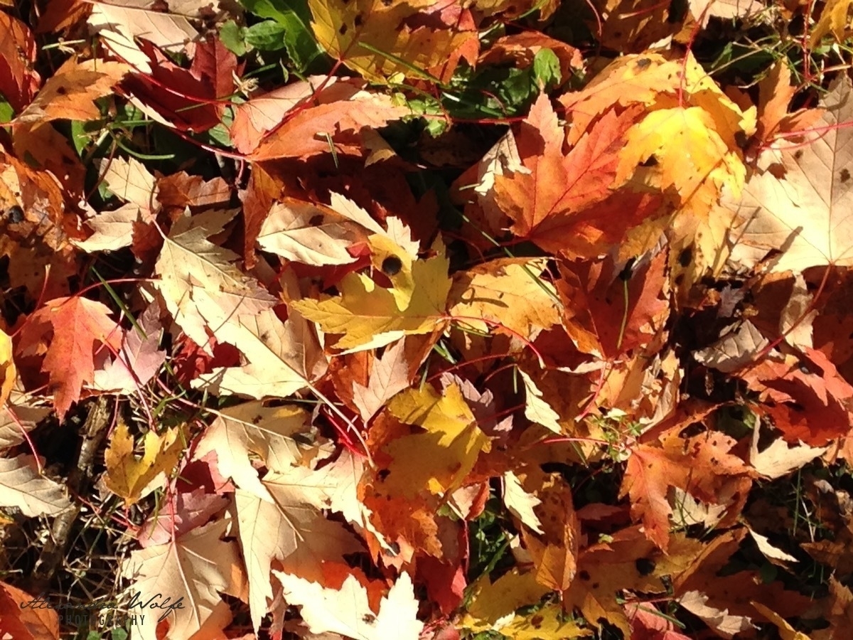 Colourful Autumn leaves on the ground