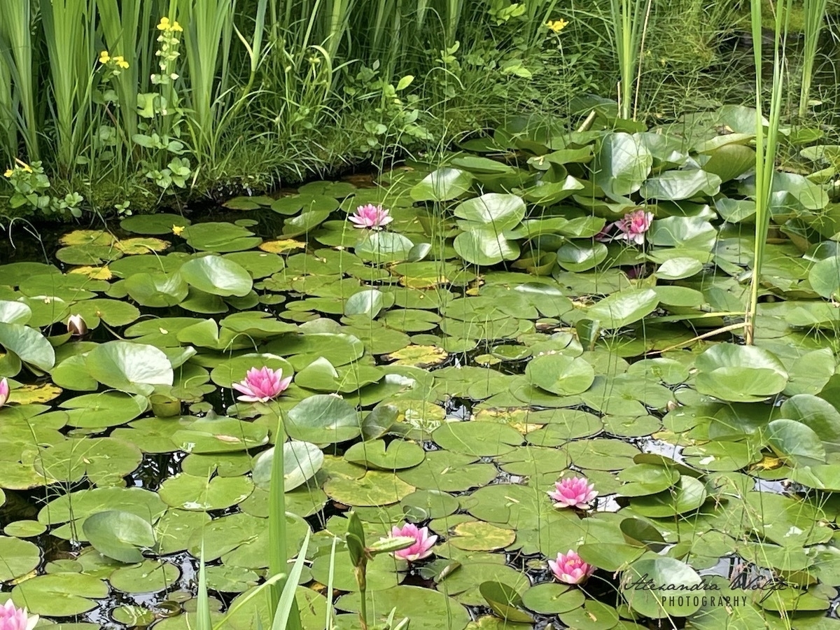 lily pond with pink and white lily flowers