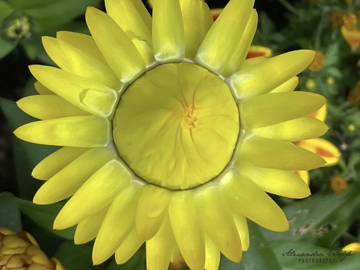 A single bright yellow paper flower