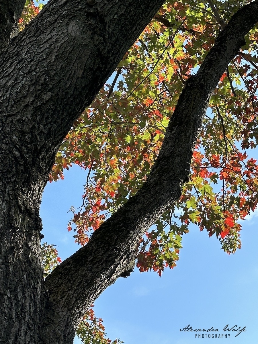 blue skies seen through autumn leaves