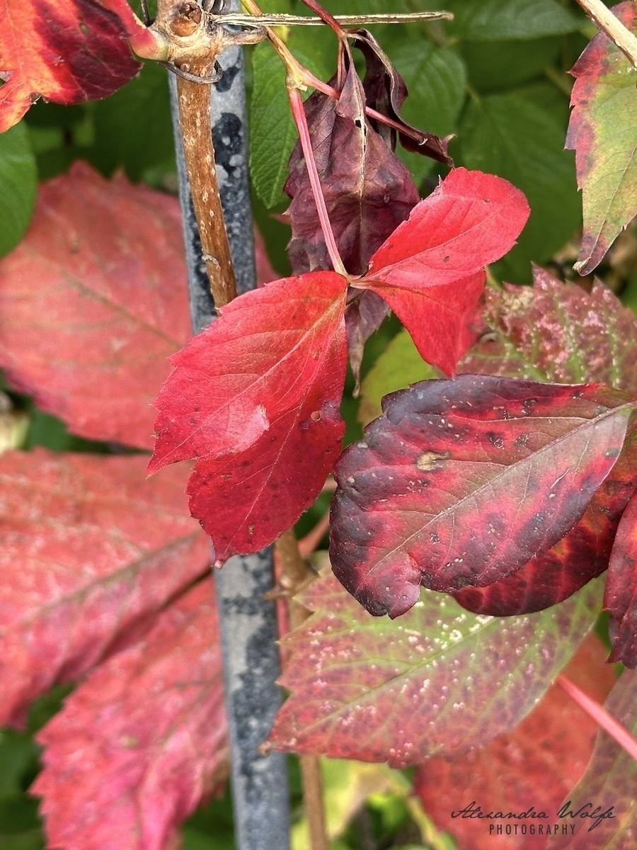 close up of red leaves on a vine