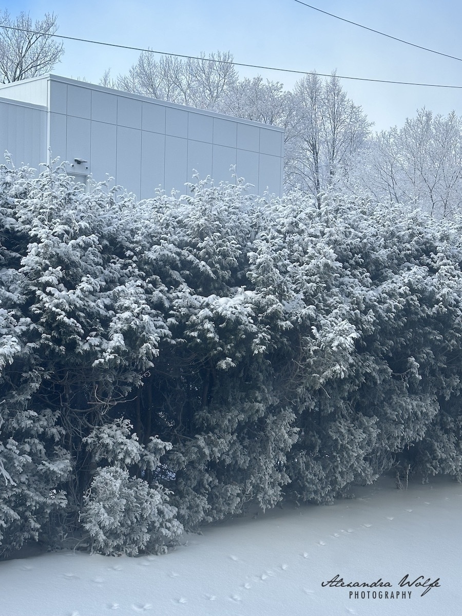 Snow covered privacy hedge fronting a white building, with snow in front