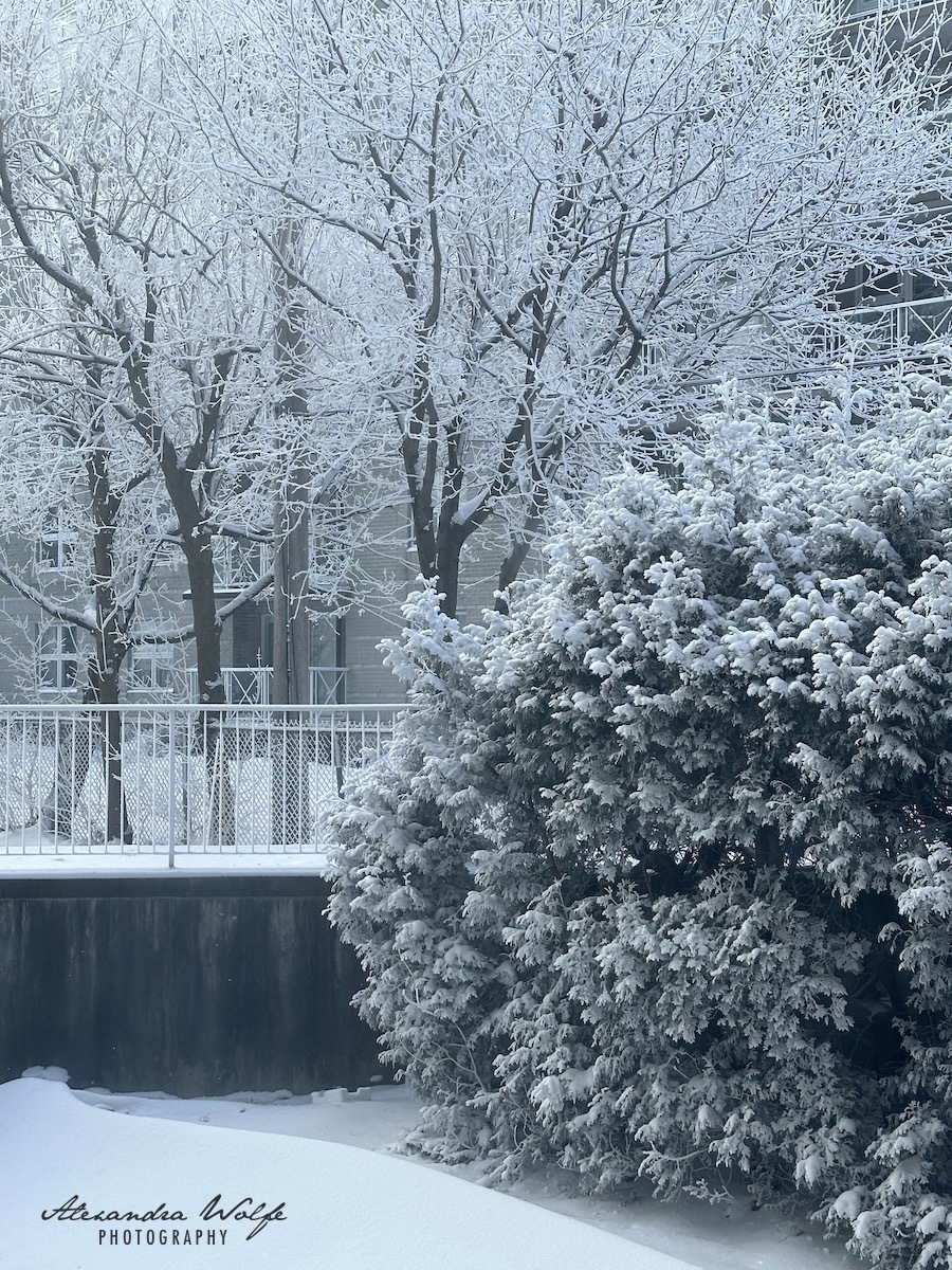 a snow covered privacy hedge fronting a stand of snow covered trees 