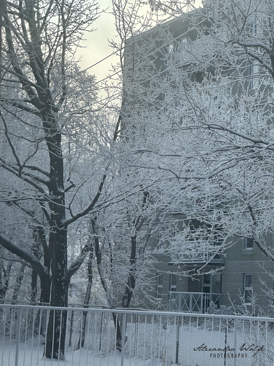 A snow covered tree stands sentinal as the sun shines behind it