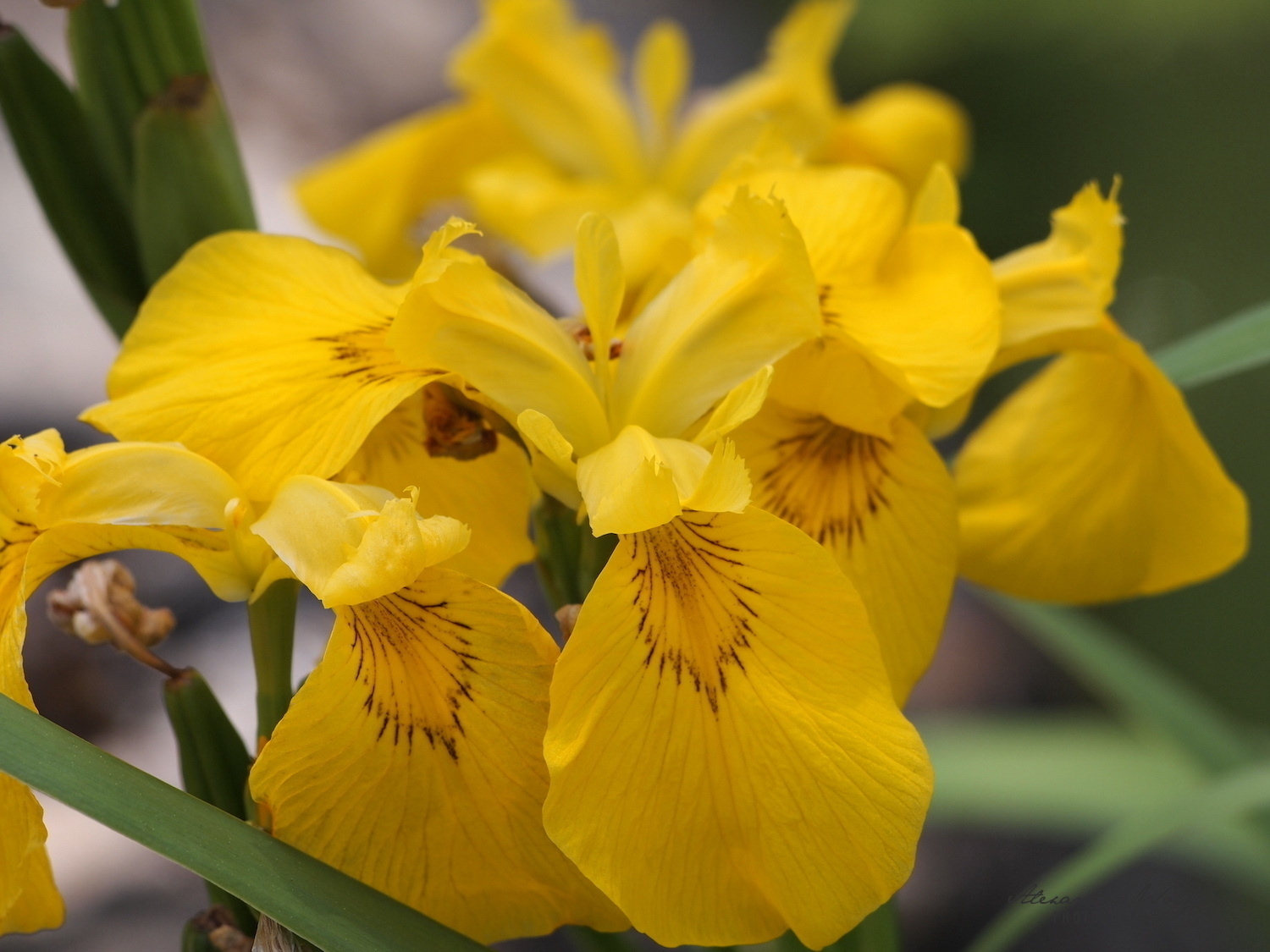 a bunch of bright yellow spring irises