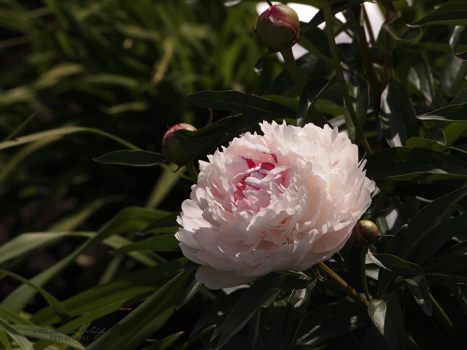 soft pastel pink peony flower