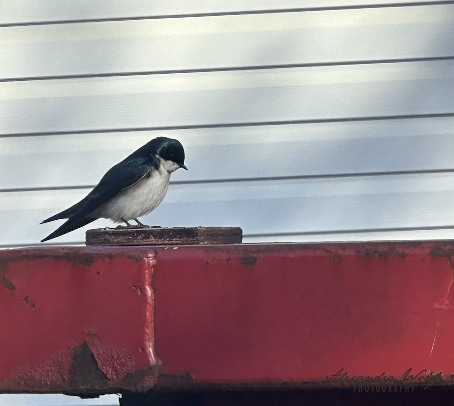 A swift sitting on a red fence against a white clapboard background