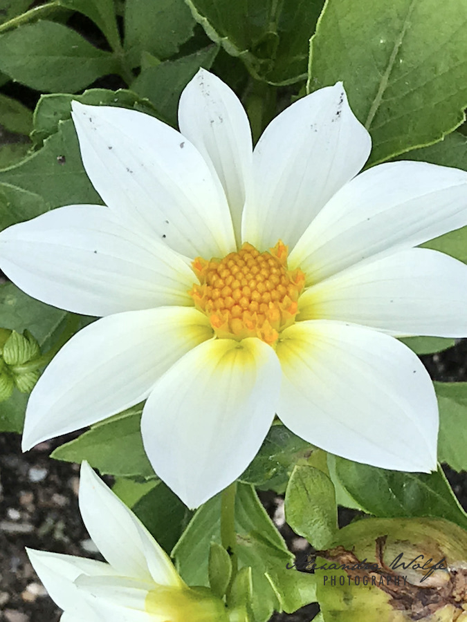 vivid white flower with golden yellow centre 