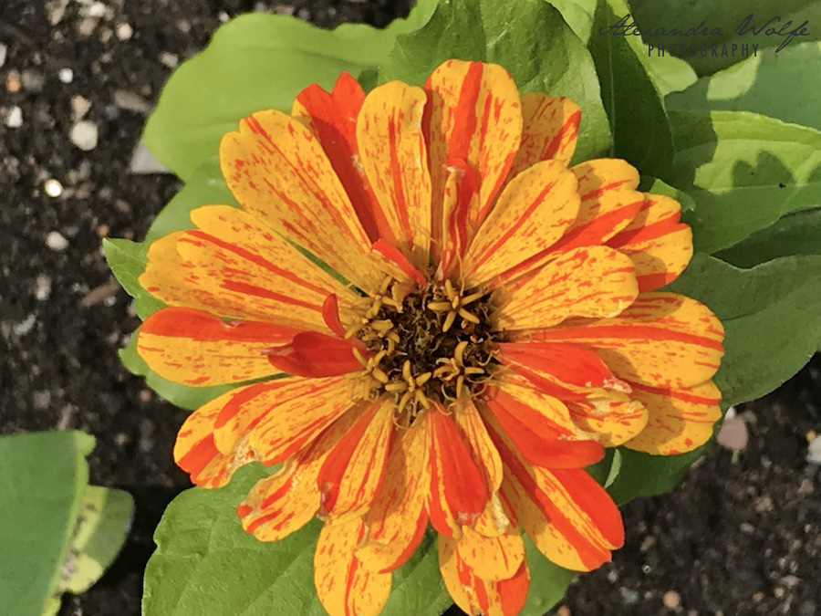 verigated orange and yellow summer flower