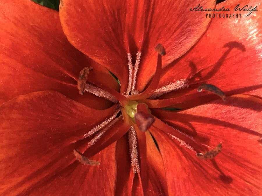 close up of the centre and stamen of a bright red flower