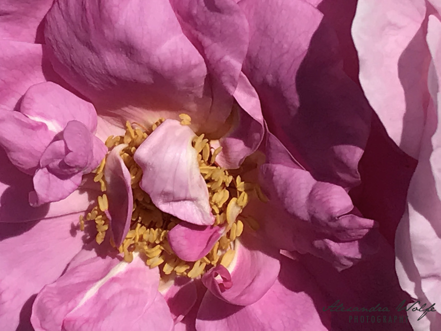 close up shot of a bright pink peony flower with yellow stamen