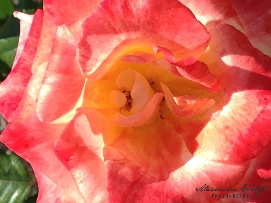 center close up of a peach coloured rose