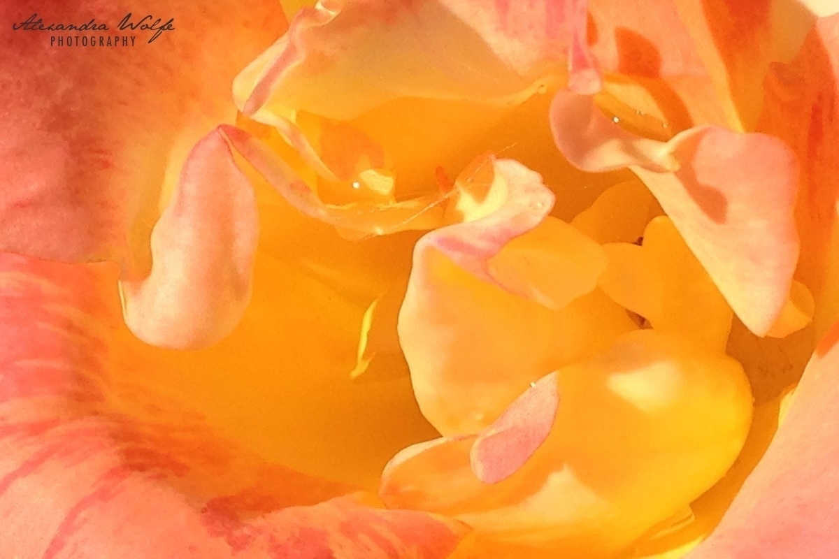 extreme close up of the centre of a peachy yellow rose flower