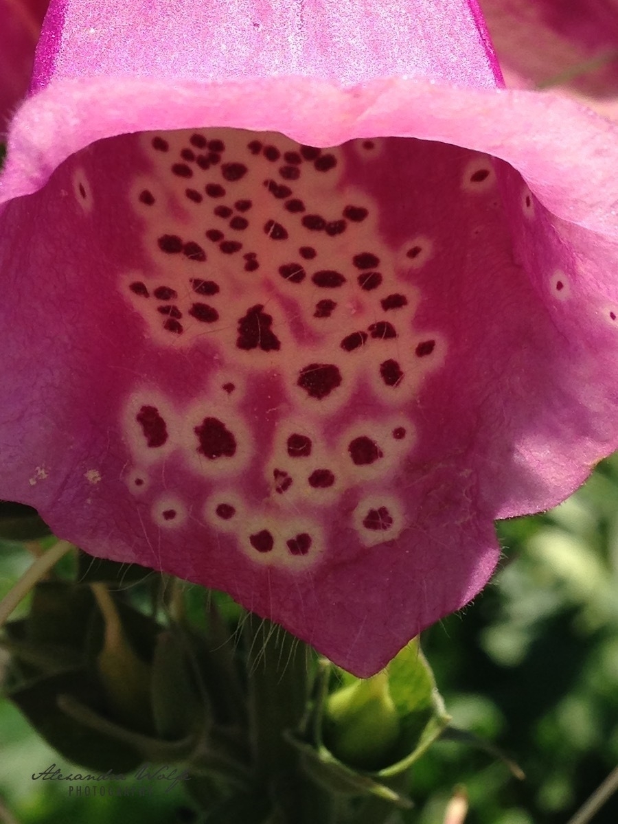 close up of the dots inside a pink foxglove flower