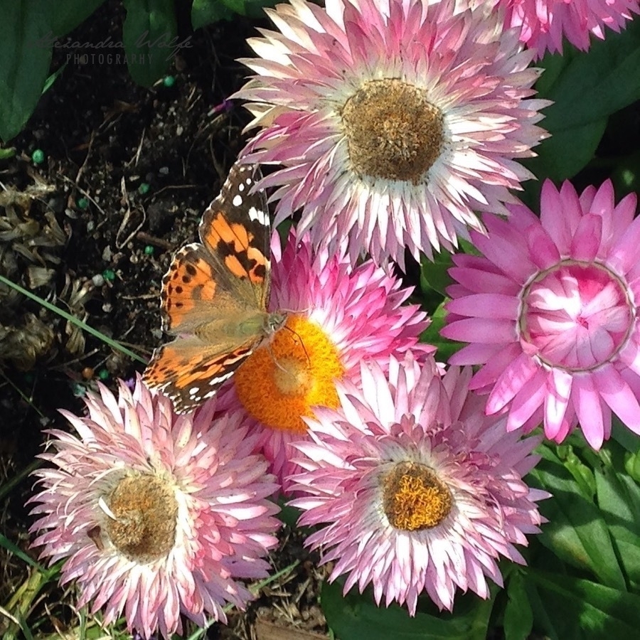 a butterfly sat on a pale pink strawflower