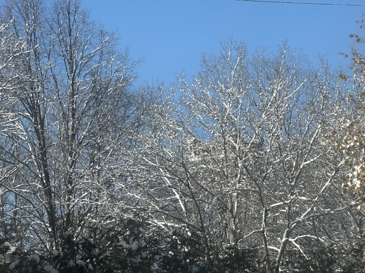 Bare snow covered trees fronting a clear blue sky