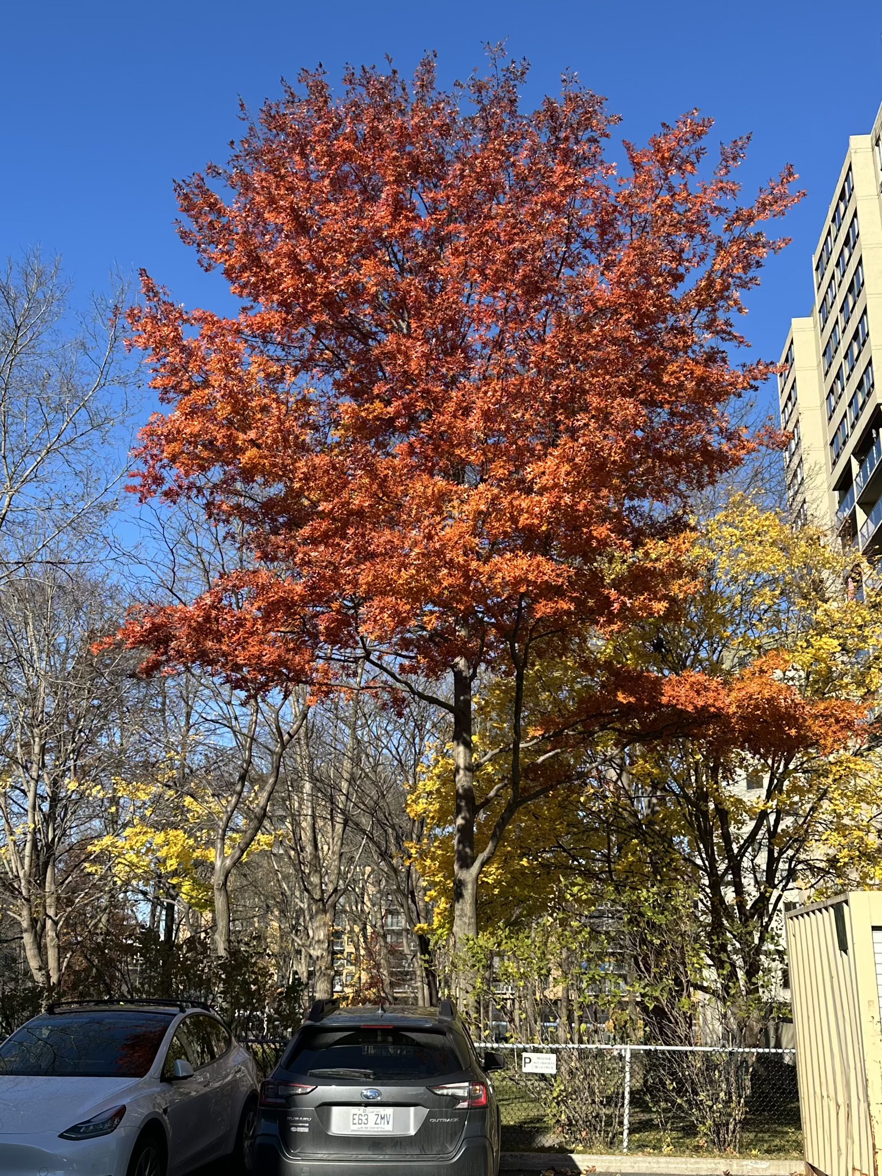 a European oak ablaze with rust red leaves set against blue skies