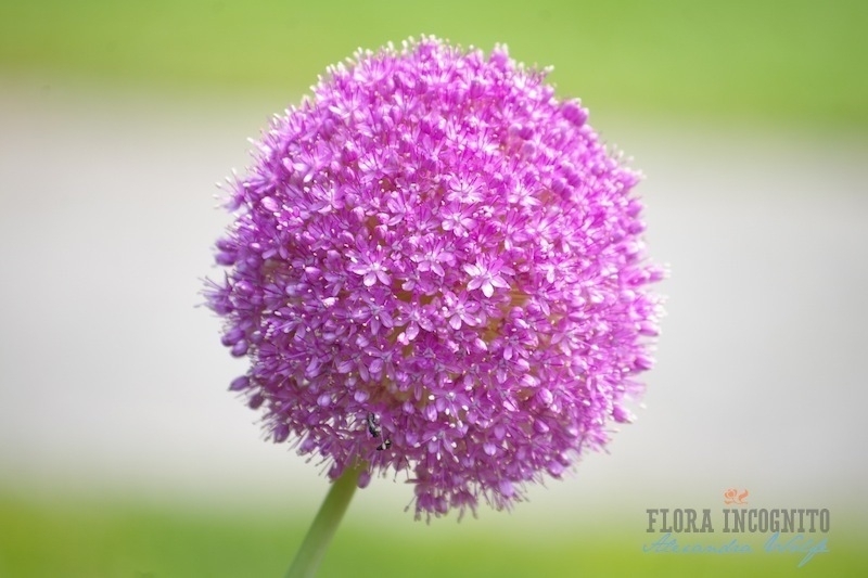 bright purple alium flower
