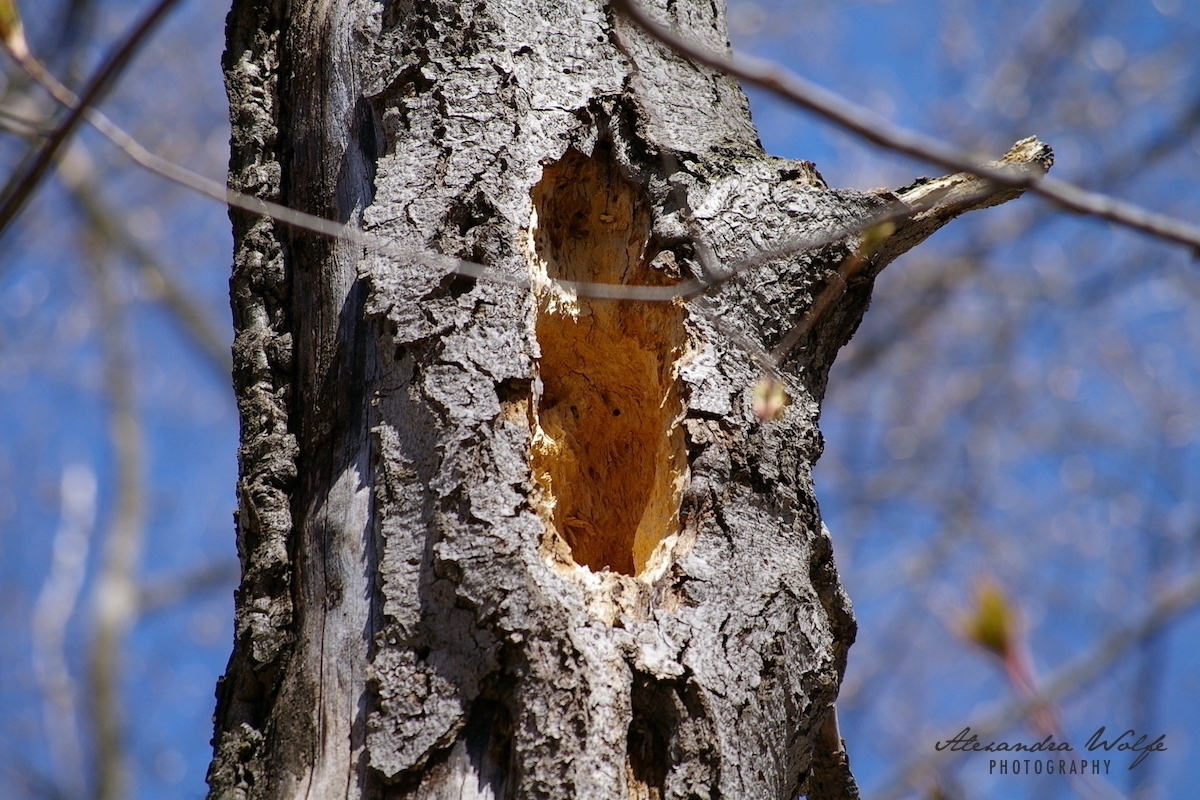 large woodpecker hole in a tree