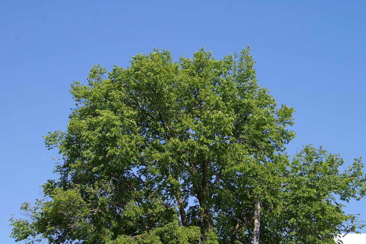 deep blue skies fronted by the green foliage of a tree