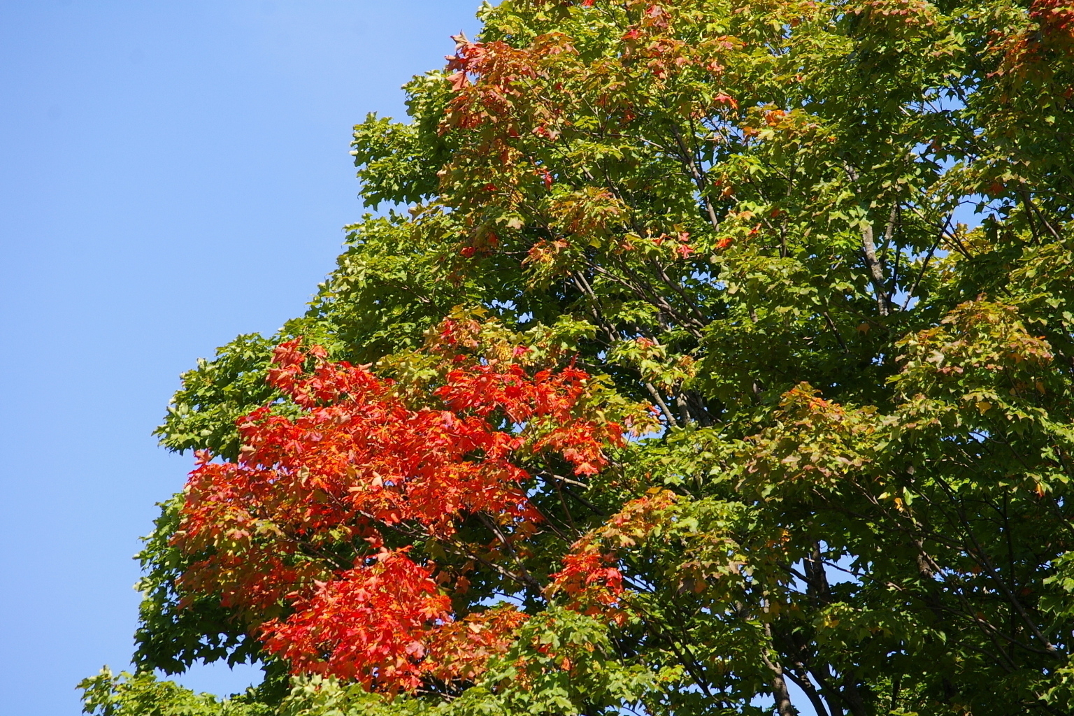 image of a lush green tree set against a blue sky background. Some of the leaves have turned red