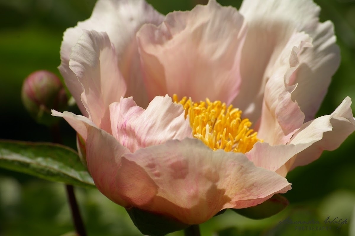 soft creamy pink peony flower. © Alexandra Wolfe