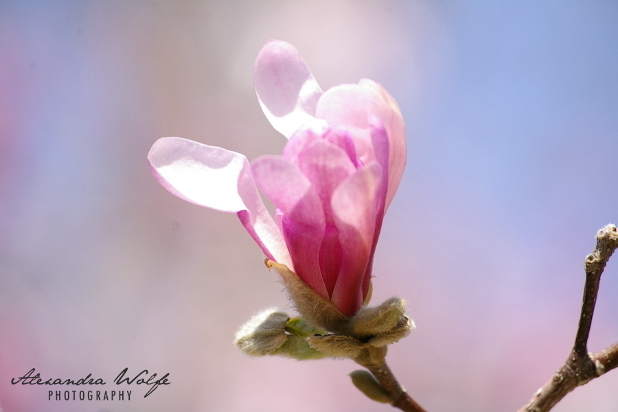 soft pink and white magnolia bud blossoming against a backdrop of blue sky