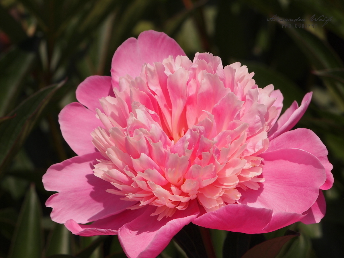 vivid pink peony blossom