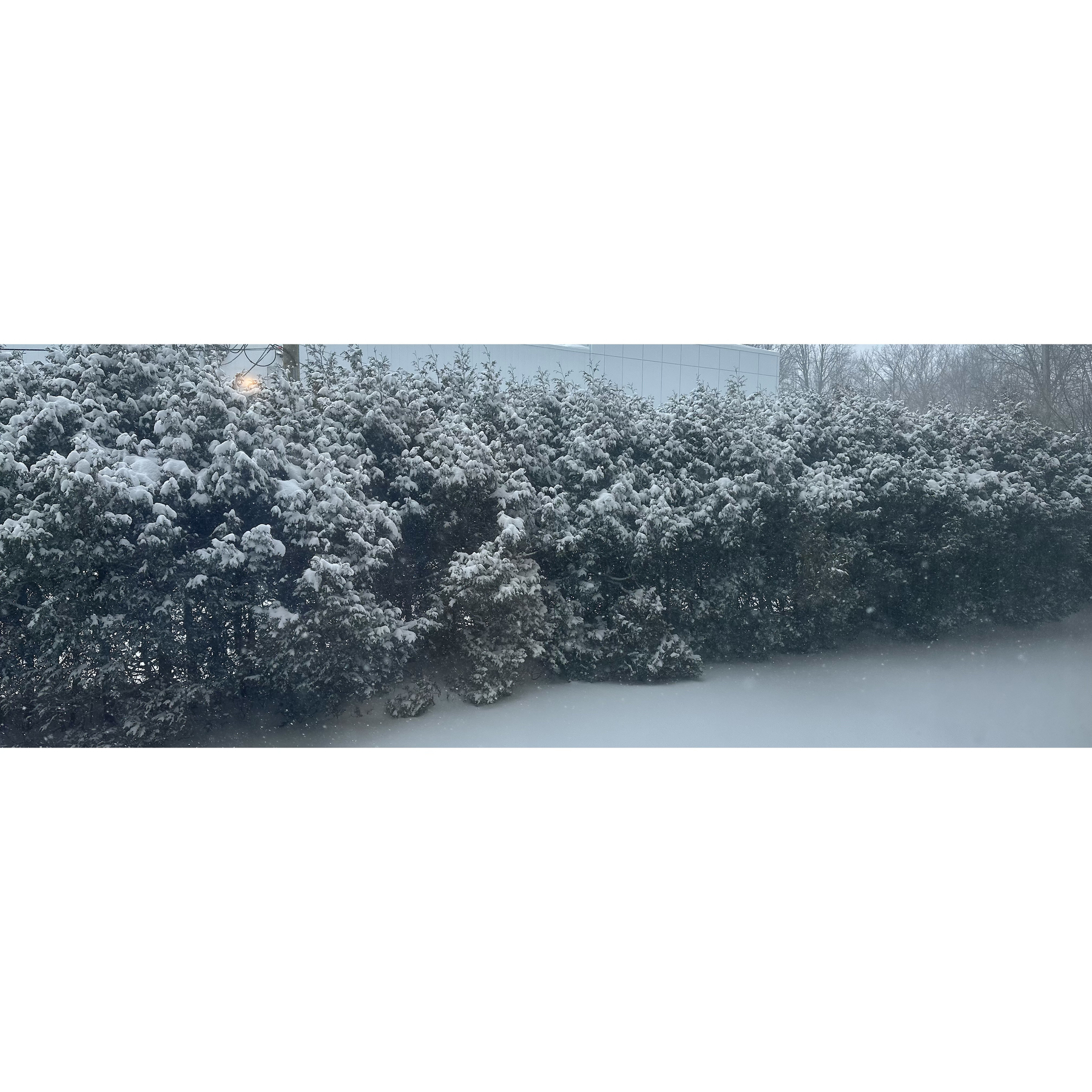 Snow-covered bushes line a wintry landscape under a cloudy sky.