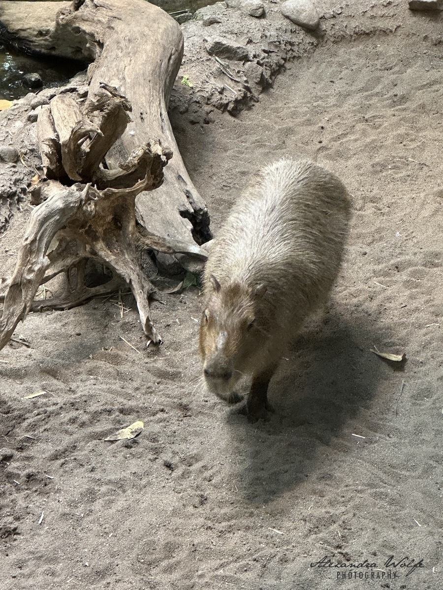Auto-generated description: A capybara walks on a dirt path surrounded by rocks and a piece of driftwood.