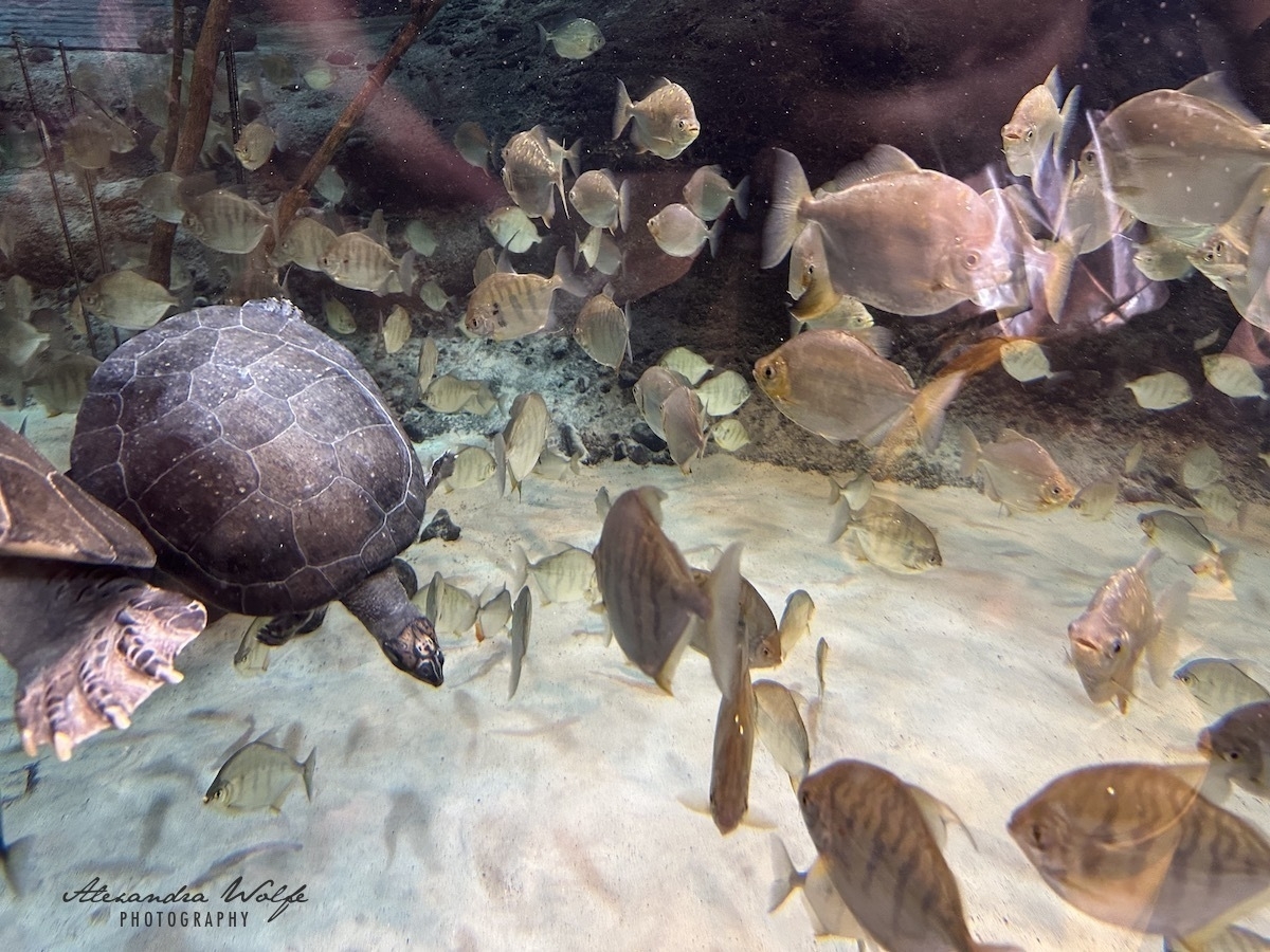 “turtle”