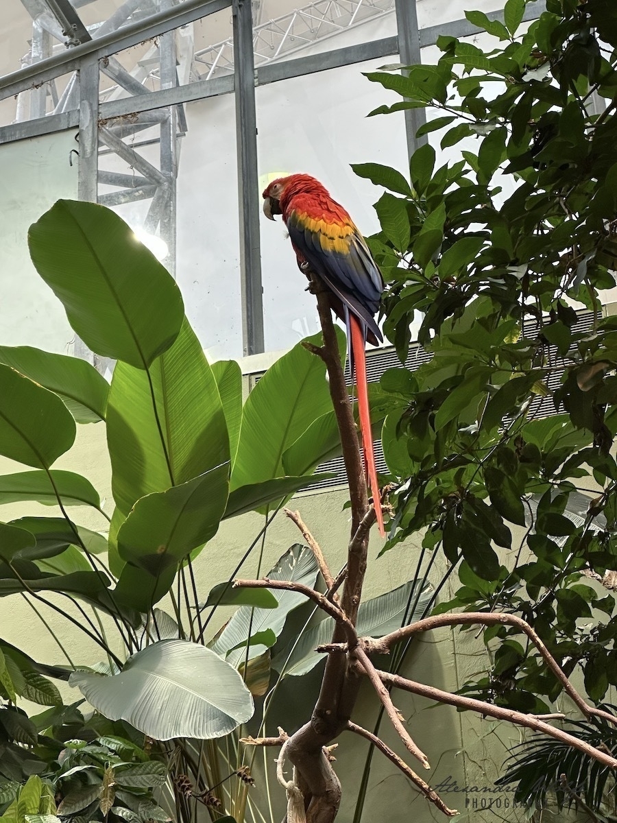 “macaw”