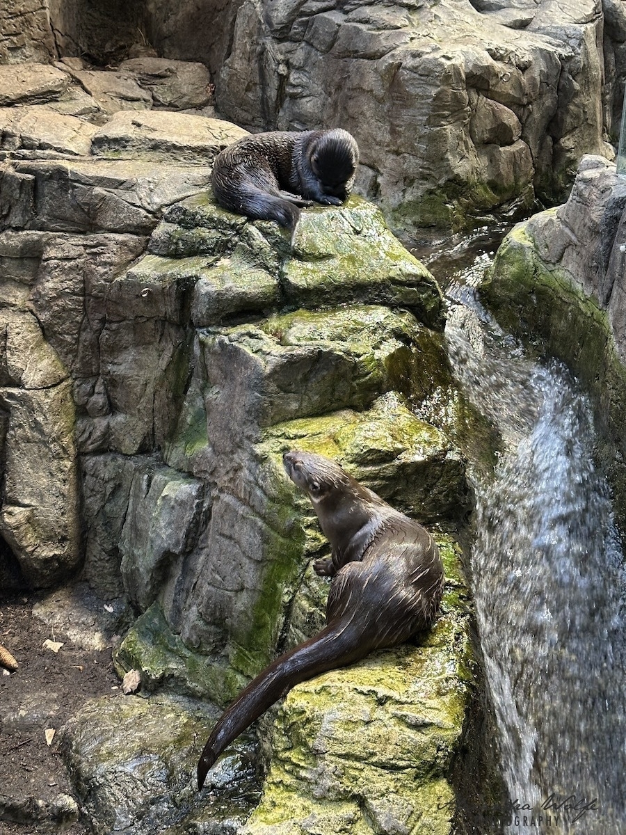 “otters”