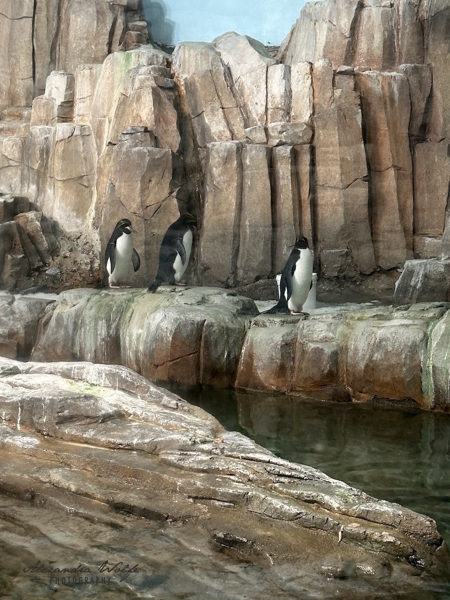 “penguins”