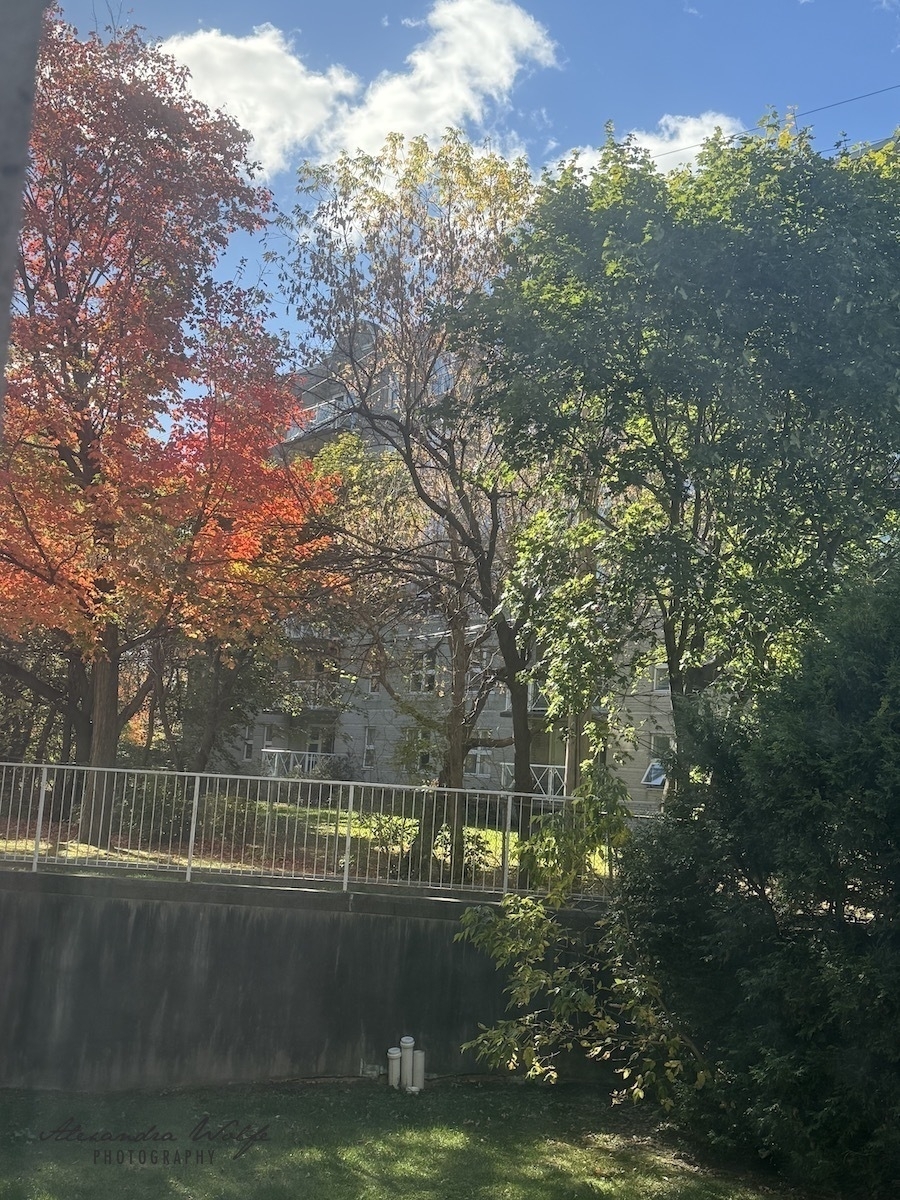 Colourful autumn trees stand against a bright blue sky with scattered clouds, behind a low fence.