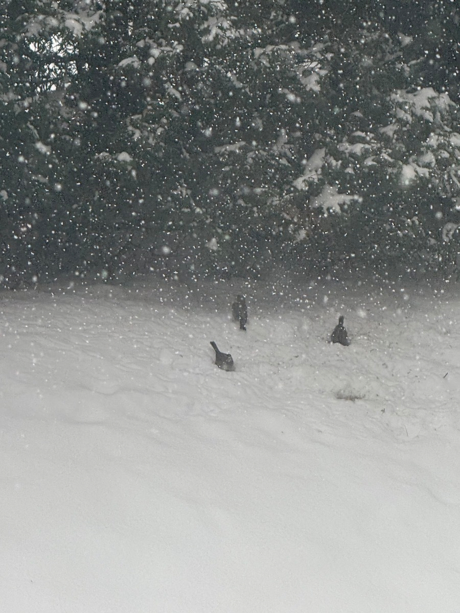 Birds are walking through a snowy landscape while snow continues to fall, with trees in the background.