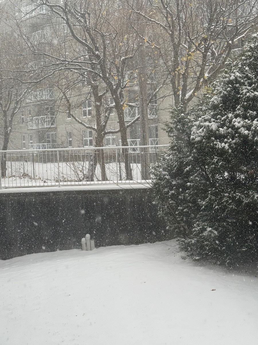 Snow covers the ground and trees in a wintry outdoor setting.