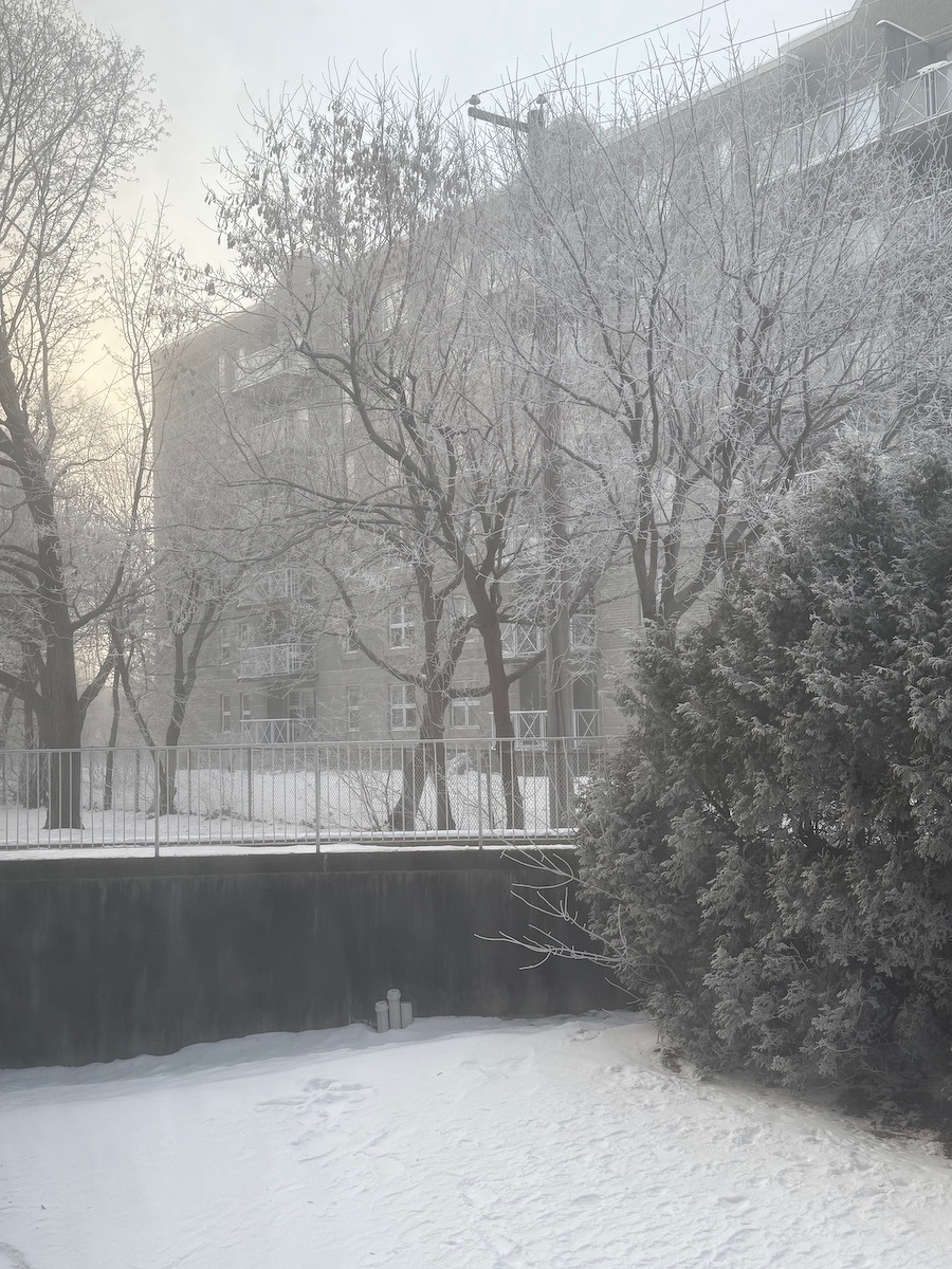 Auto-generated description: A snowy winter scene features frost-covered trees and a building in the background, with a layer of snow blanketing the ground.