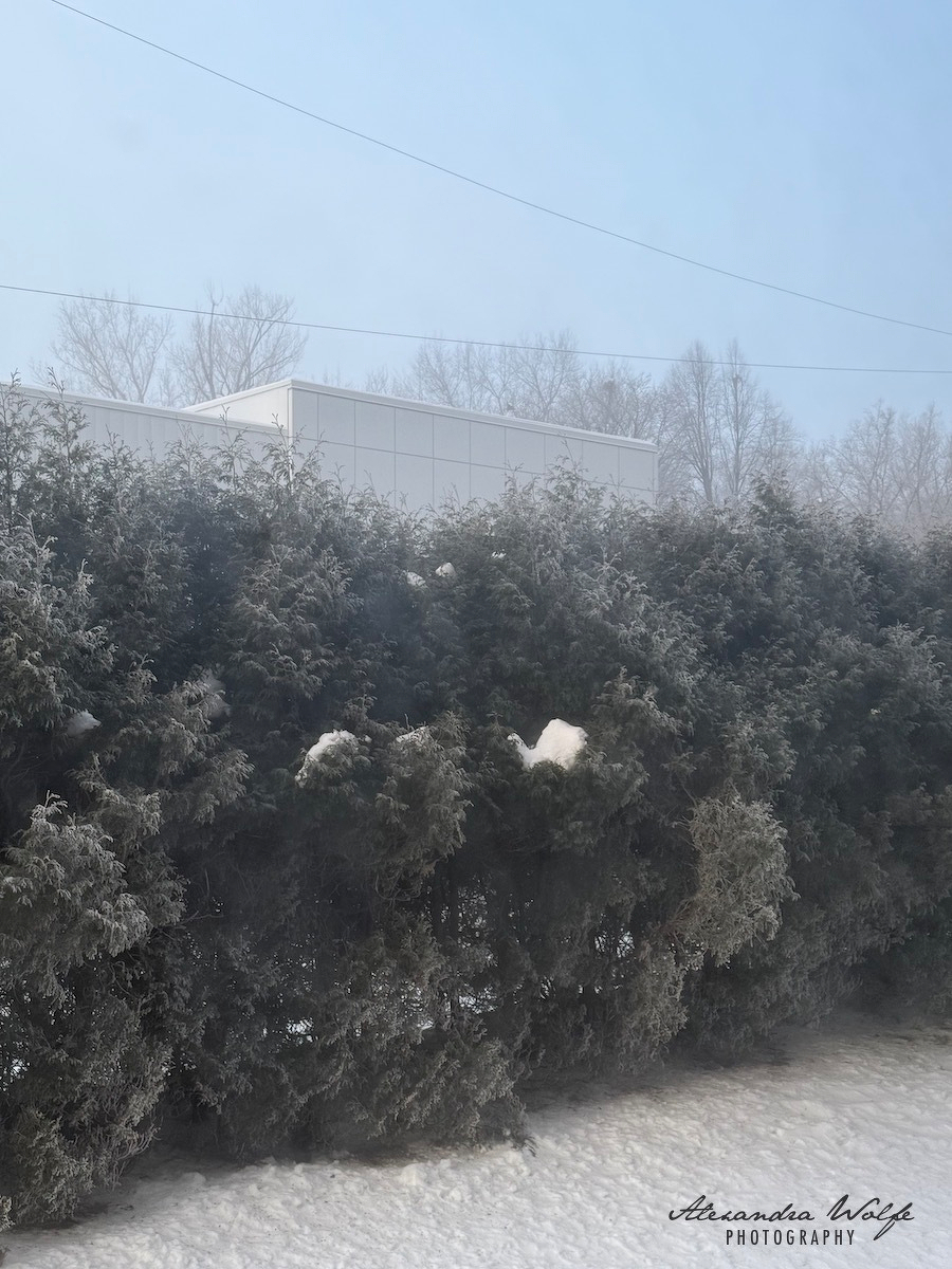 Snow-covered evergreens stand in front of a building under a clear sky.