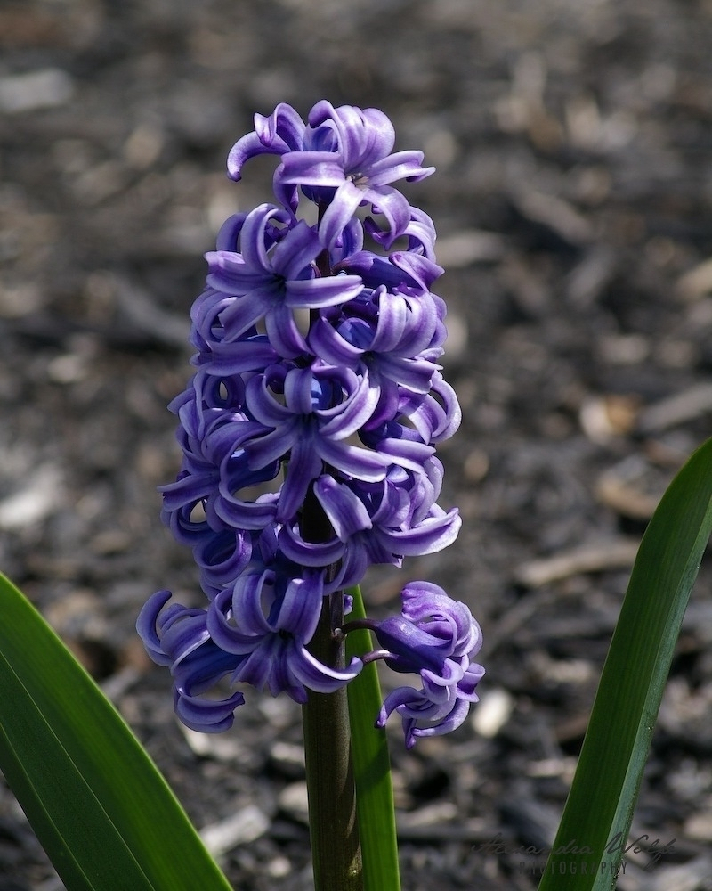 a purple hyacinth blossom