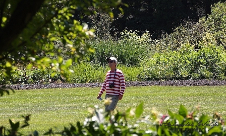 A person in a red and white striped shirt walks across a grassy area surrounded by trees and bushes.