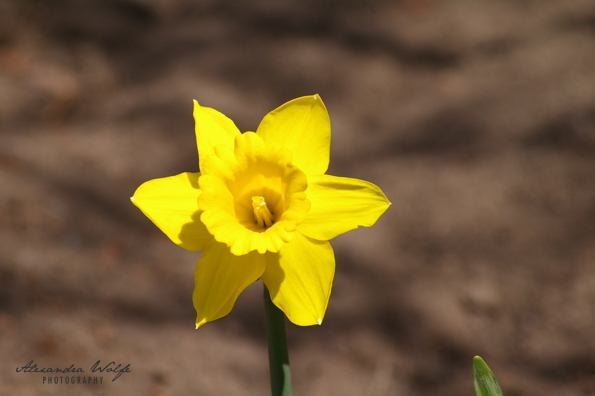 A bright yellow daffodil is in focus against a blurred brown background.