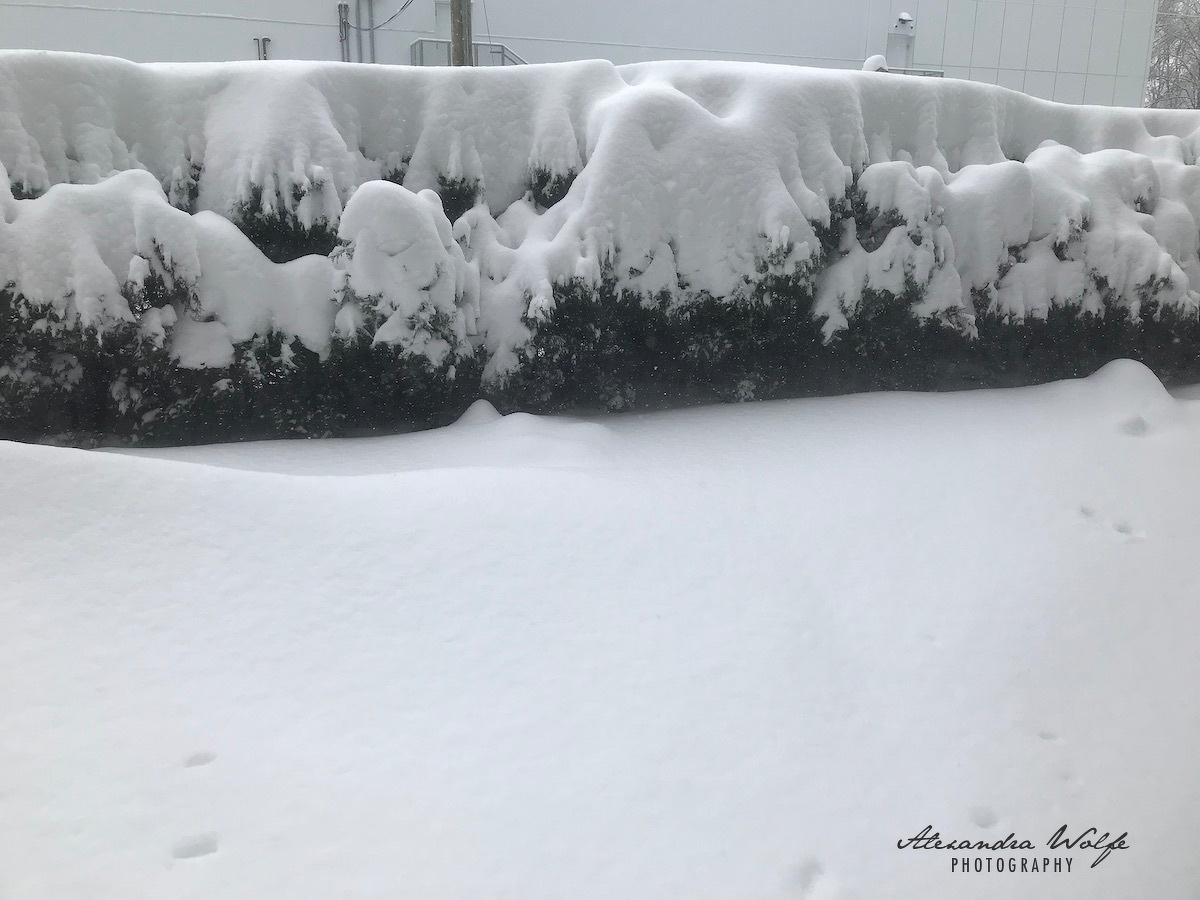 Auto-generated description: Snow covers a hedge and the ground, creating a wintry landscape.