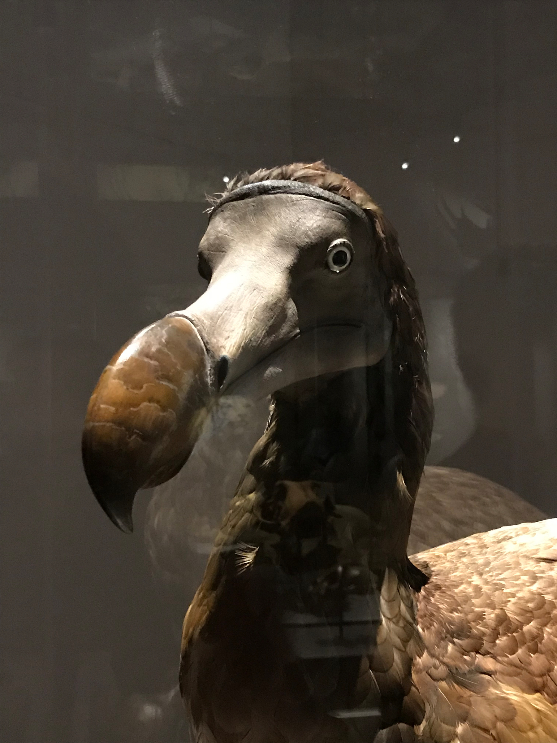A close-up view of a dodo bird model or specimen with a large curved beak and round eyes.