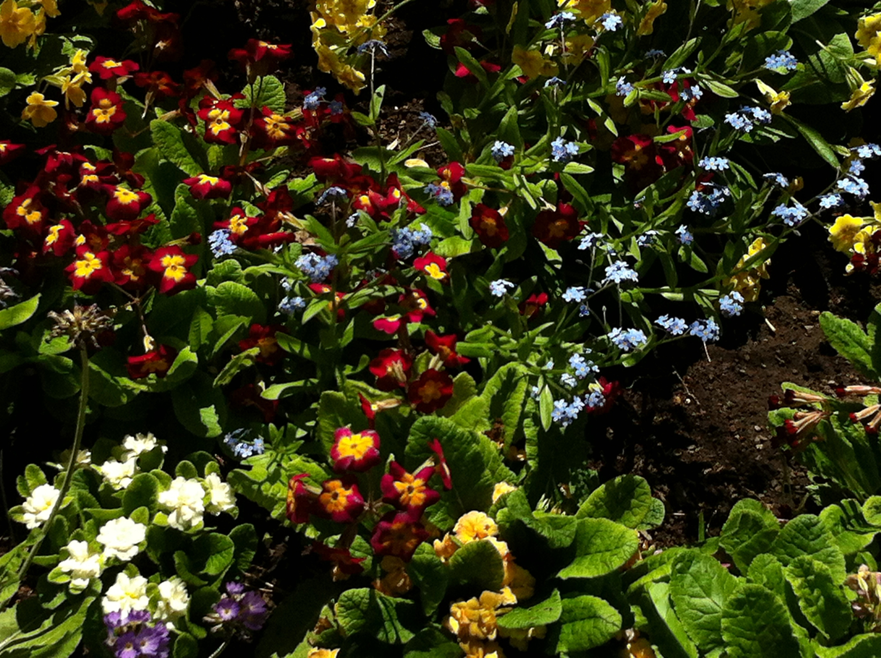a host of colourful flowers