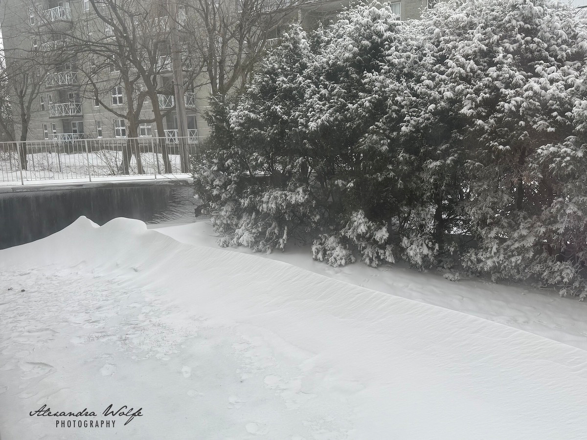 A snowy landscape features snow-covered trees and ground with buildings in the background.
